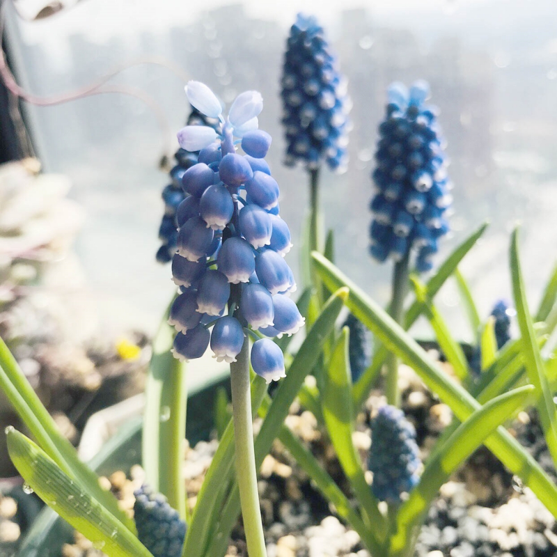 进口葡萄风信子种球土培水培植物盆栽室内庭院阳台多年生耐寒花卉