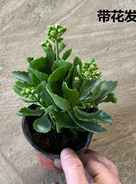 花苞发货稀有重瓣长寿花开花对版室内阳台养殖基地直发懒人花