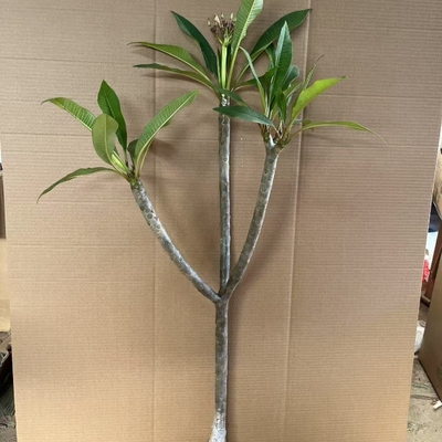 鸡蛋花盆栽树苗缅栀子花苗