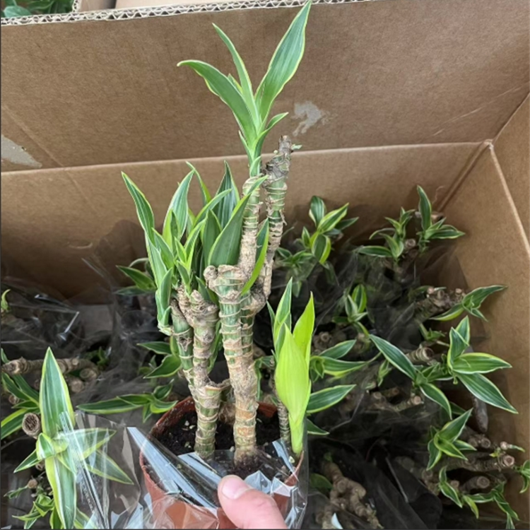 巴西美人铁老桩植物好养种植