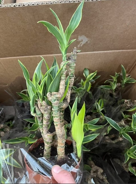 巴西美人铁老桩植物巴西木懒人盆栽绿植客厅阳台室内四季常青绿植