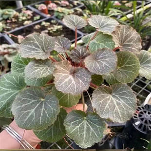 虎耳草吊金丝荷叶盆栽绿植四季开花观赏用吊兰品种大全金钱垂吊