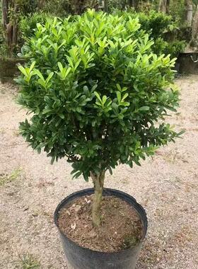 正宗雀舌瓜子黄杨千年矮树苗老桩盆景阳台庭院耐寒耐旱四季常青