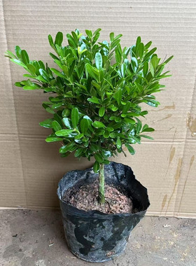 正宗雀舌瓜子黄杨千年矮树阳台庭院室外耐寒耐旱四季常青绿植花卉