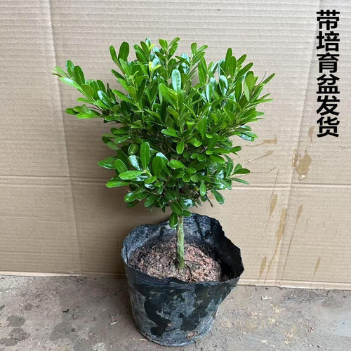 雀舌瓜子黄杨千年矮树观叶