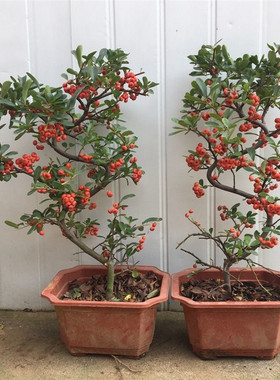 火棘吉祥果盆景树桩四季常绿观花观果盆栽室内外带果发货年宵花卉