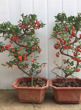 吉祥果盆栽火棘带果发货阳台室外