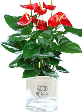 红掌白掌盆栽植物室内花卉好养水培一帆风顺大盆水养四季常青绿植