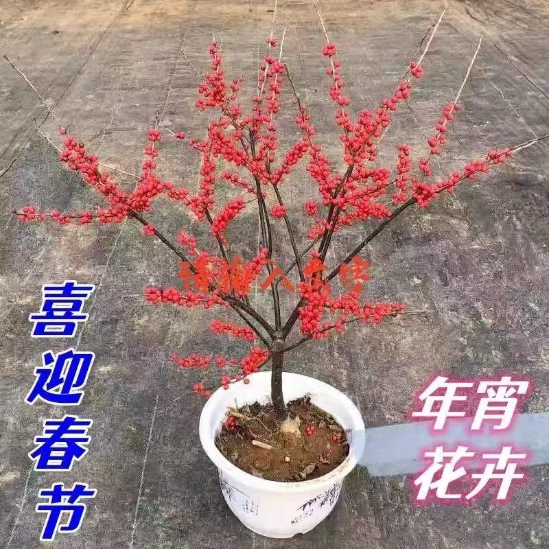 进口北美冬青老桩耐寒盆景