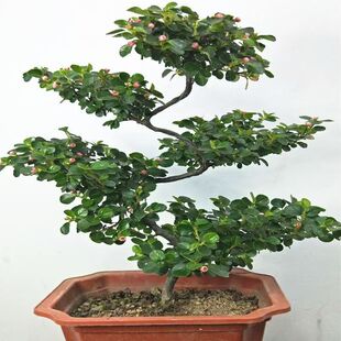 珍珠梅盆景造型桩花卉盆栽红花荀子盆栽花带花苞红色春季盆景植物