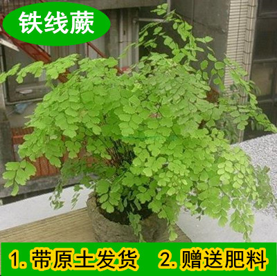 铁线蕨 室内植物净化空气盆栽水培植物吸甲醛花草防辐射绿植花卉