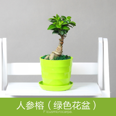 室内办公桌植物小榕树防辐射盆栽盆景 吸收二手烟吸甲醇