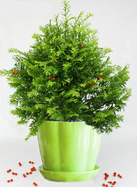 红豆杉树苗绿植盆景客厅办公桌室内防辐射发财树植物花卉盆栽苗