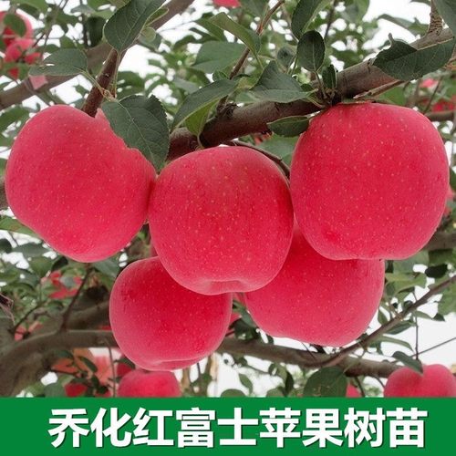 红富士苹果树苗南方北方种植新品种盆栽众成烟富一号10号地栽苗