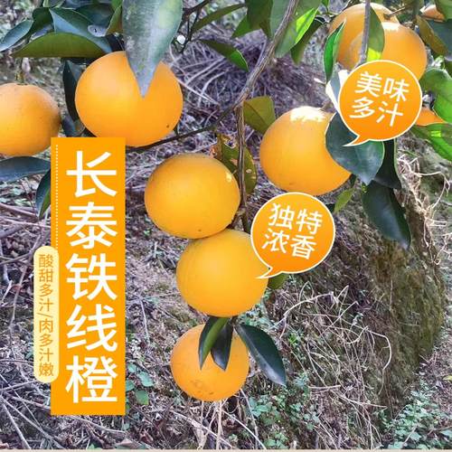 福建漳州长泰铁线橙9斤包邮
