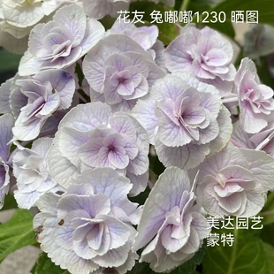 新品蒙特20-15 进口大花绣球庭院露台花园植物盆栽花苗新老枝开花