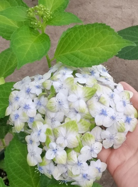 埃斯梅拉达/花绿/国绿 进口大花绣球 绿色条纹新品 花园植物 花苗