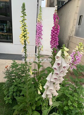 毛地黄花苗黑色育苗钵苗花卉盆栽植物宿根多年生庭院花坛花镜耐寒