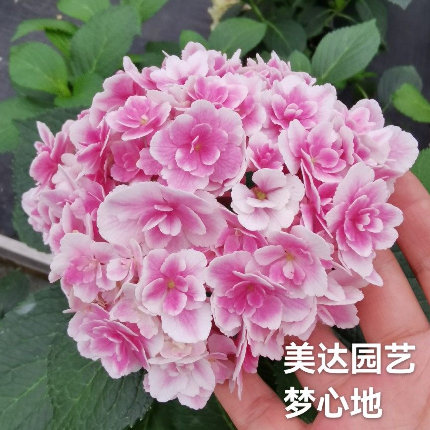 进口新品大花重瓣绣球花苗 梦心地【新上架单品链接】