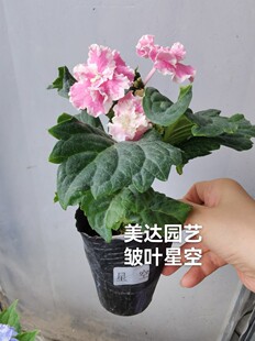 进口绣球花苗扦插小苗 正版条纹星空 大花绣球矮小皱叶品种