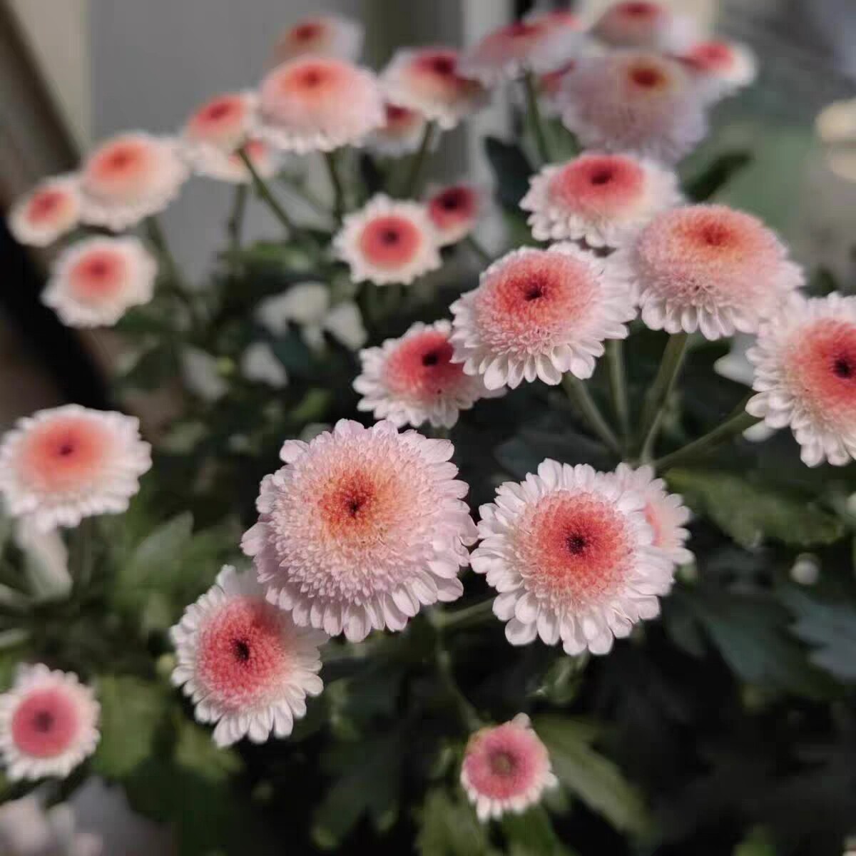 珠玉之卵 小菊花雏菊新品盆栽多年生植物 花卉庭院花苗 美达园艺