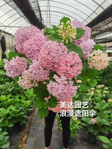 进口新品绣球花苗浪漫庭院扦插
