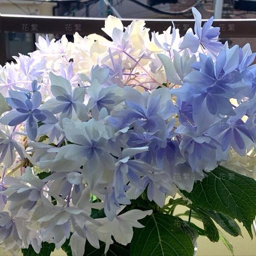 四 4棵包邮 新品重瓣绣球花苗 白莱昂克鲁瓦雅姬恋心彩梦镜花水月