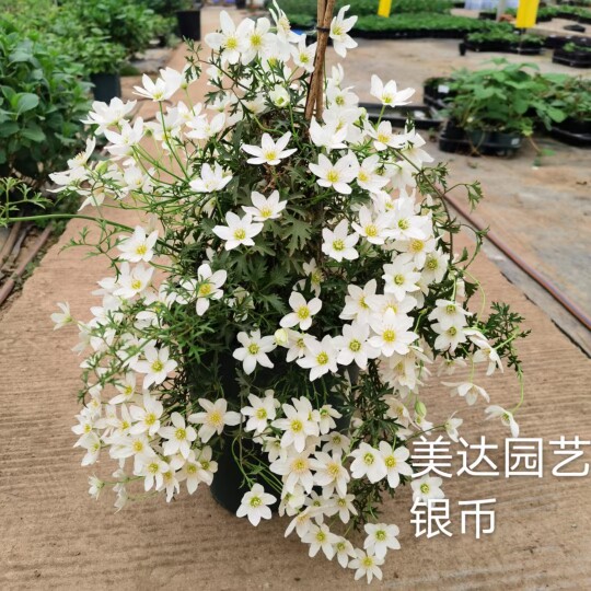 常绿铁线莲爬藤植物 银币春早知雪崩 皮特里苹果花小精灵盆栽大苗