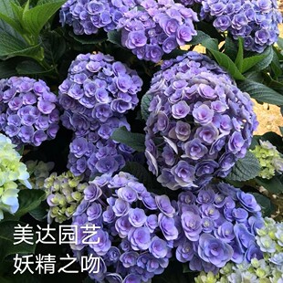 新品大花重瓣绣球花苗 妖精之吻 妖吻 鲜切花花球有1加仑中大苗