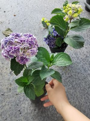 新品绣球花苗 花鸟风月 复色花边 进口重瓣花卉庭院 植物盆栽小苗