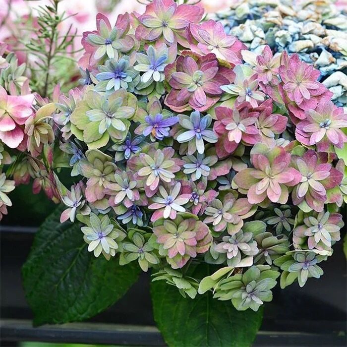 大花绣球花苗 鲜切花腔调  复古腔调 进口绣球盆栽 有1加仑大苗,鲜花速递/花卉仿真/绿植园艺,时令草本花卉,淘宝优惠券,粉丝福利购,淘宝优惠卷