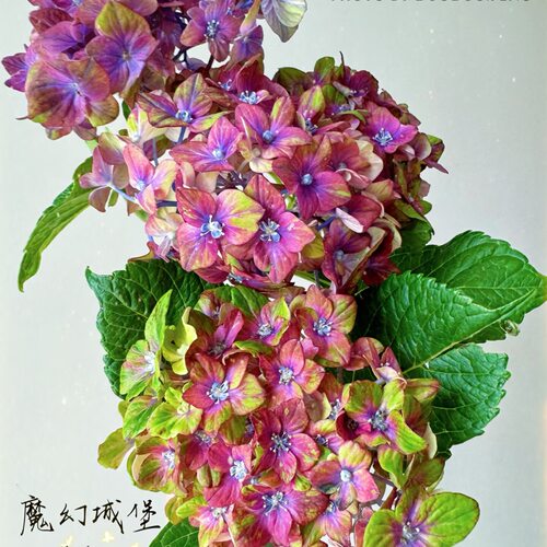 进口魔幻大花绣球新品