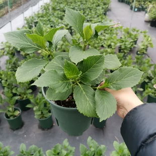 绣球花苗活动1 一加仑芳淳 卡伦 三河千鸟 恋心贝拉安娜 水晶面纱