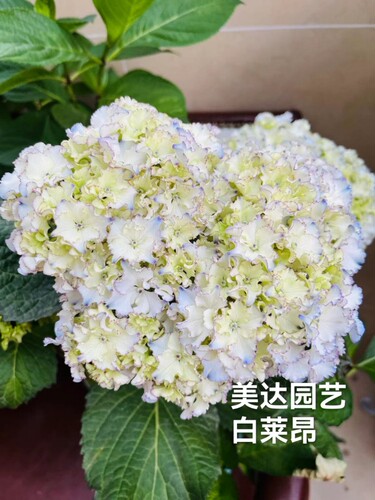进口新品大花绣球花苗白莱昂单品
