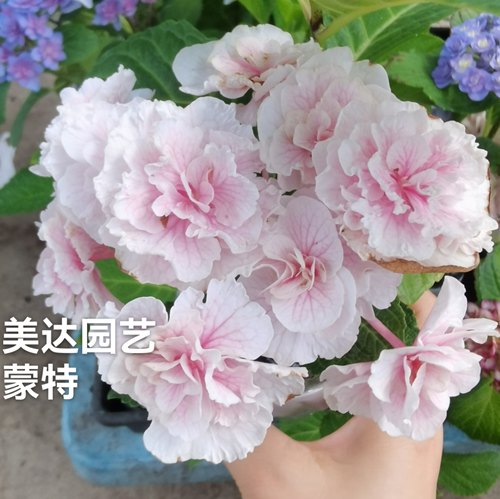 三进口大花绣球花苗盆栽 万华镜粉笔画露娜花绿艾丽丝星集4棵包邮