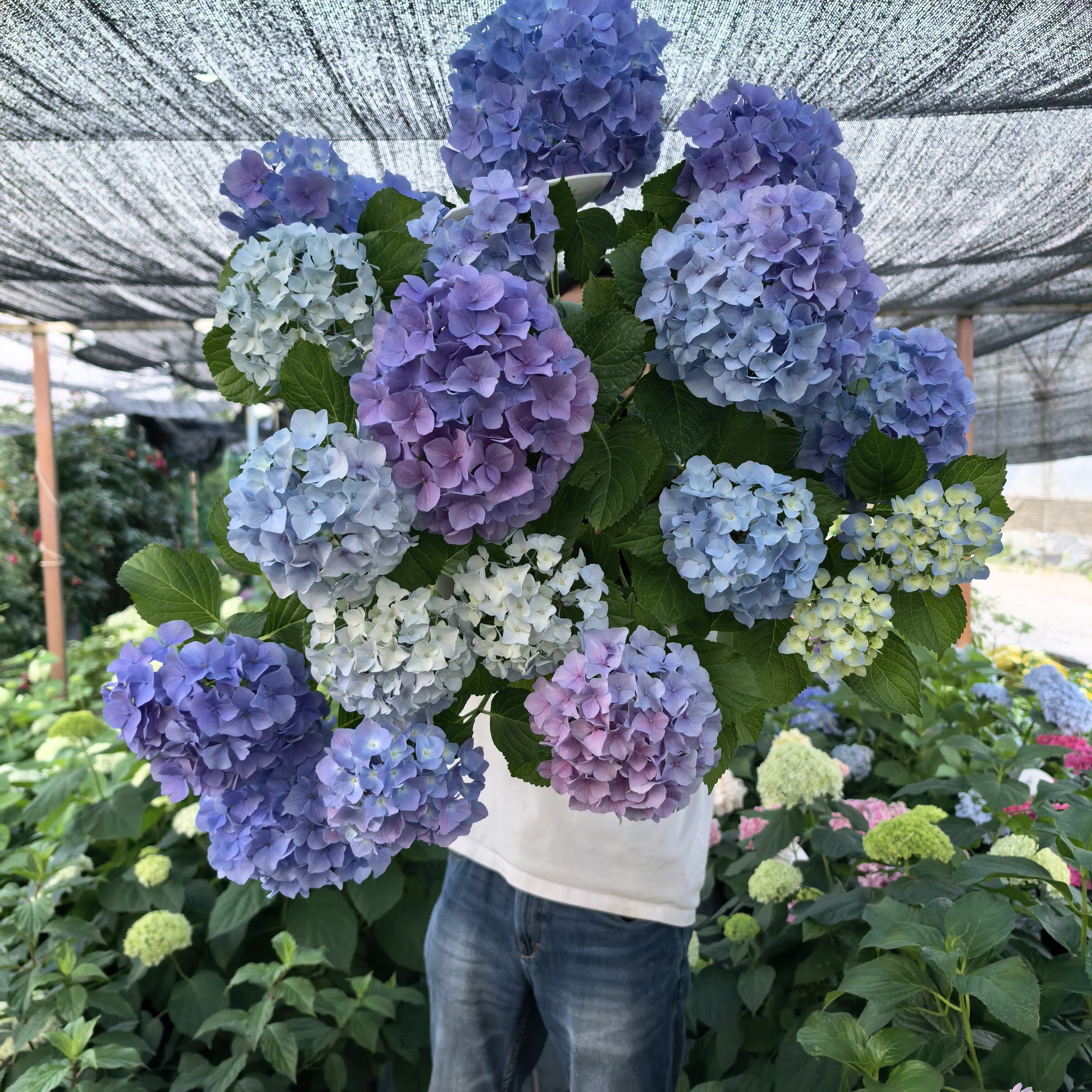 五 进口绣球花苗小苗 新老枝条开花品种 恋心蒙特柠檬之吻克鲁瓦