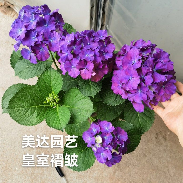 新品大花绣球花苗 皇室褶皱 进口切花品种 有1一加仑中大苗 特价