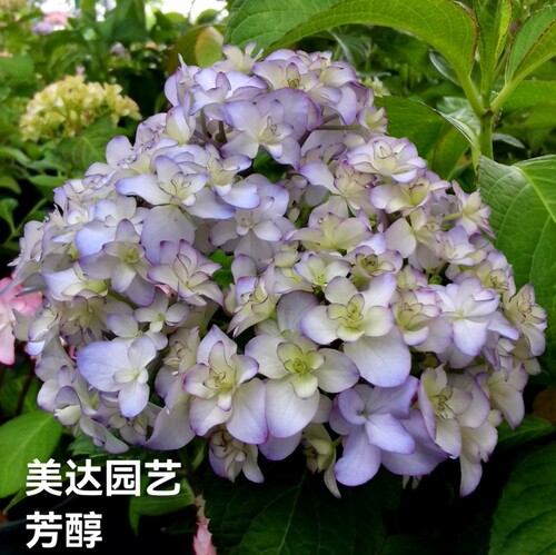 （二）4棵包邮 进口重瓣大花绣球花苗花宝 星手鞠 白寿红安吉莉卡