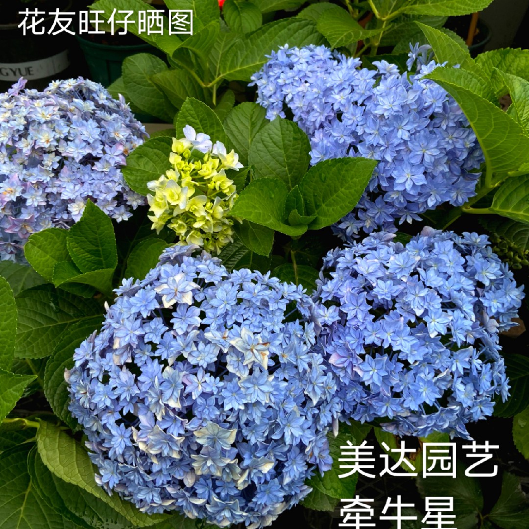 新品绣球花苗埃及艳后彩梦性感