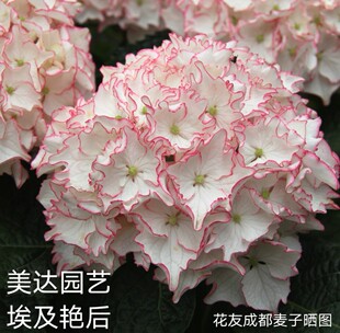 进口新品大花绣球花苗 埃及艳后 克莱尔盆栽植物花卉小苗