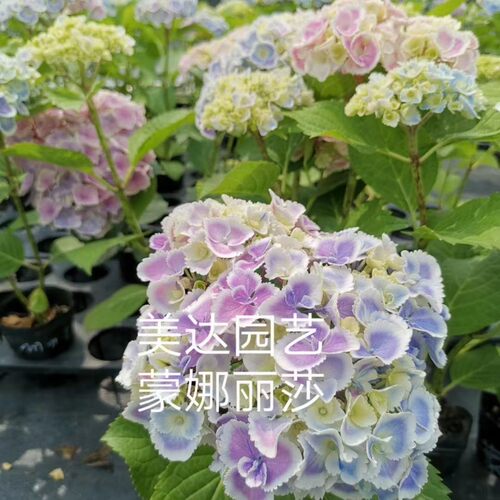 进口重瓣大花绣球花苗 蒙娜丽莎1加仑中大苗白边波浪边新老枝开花