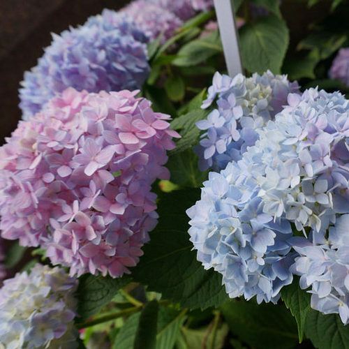 一棵经典品种新上架链接大花绣球