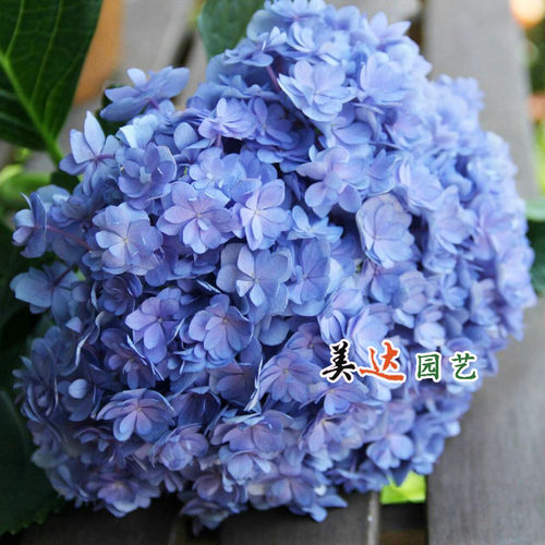 绣球花苗重瓣花手球进口品种