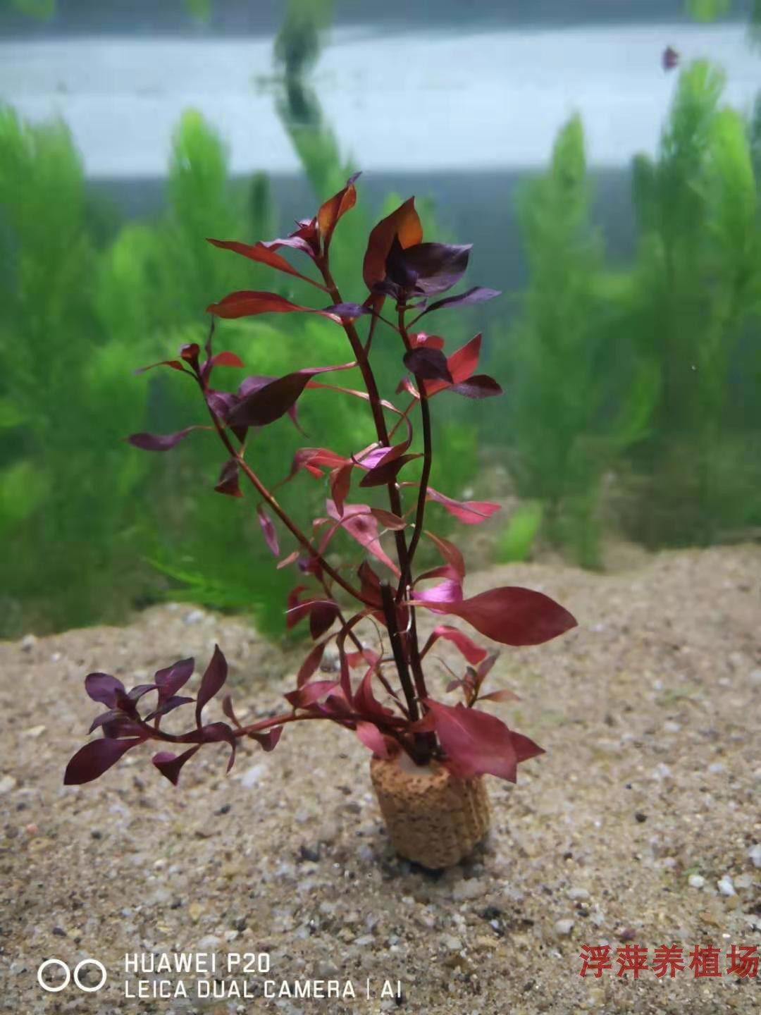紫丁香定植 红丁香水草  100%玩家自养水下叶 懒人水草包活包邮