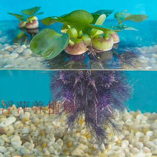 水葫芦 凤眼莲 凤眼蓝水生植物水培绿 超强污水净化