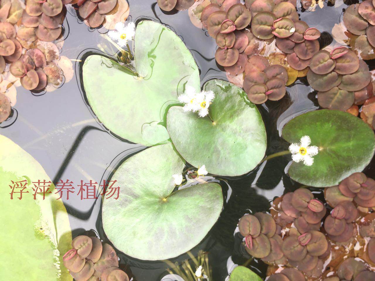 超好养水生植物 心形一叶莲,龙骨瓣一叶莲(荇菜)大降价