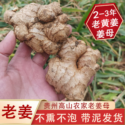 贵州2到3年农家生姜老姜母老黄姜母姜头入药月子泡脚姜灸养生专用
