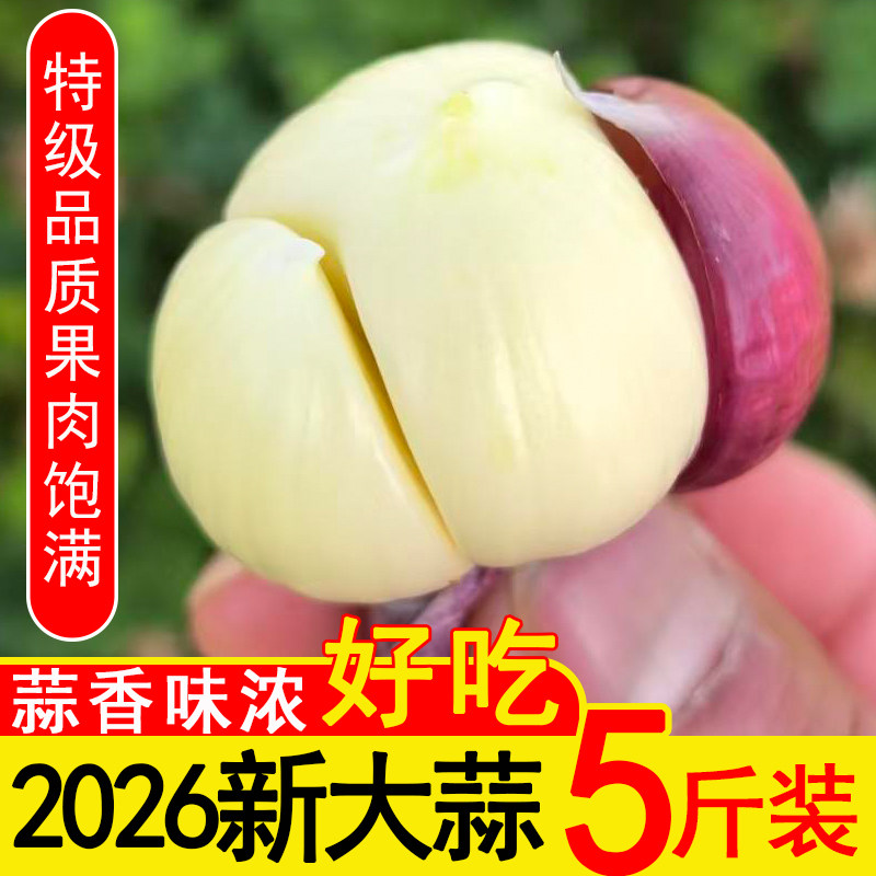 2026高山农家自种老品种新红皮大蒜头多瓣独头蒜紫皮三丫蒜头大干