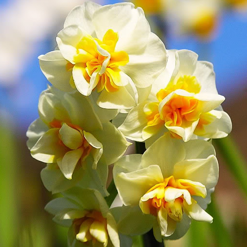水仙花漳州南国仙子复瓣特级重瓣精选大球玉玲珑春节水培冬季花卉