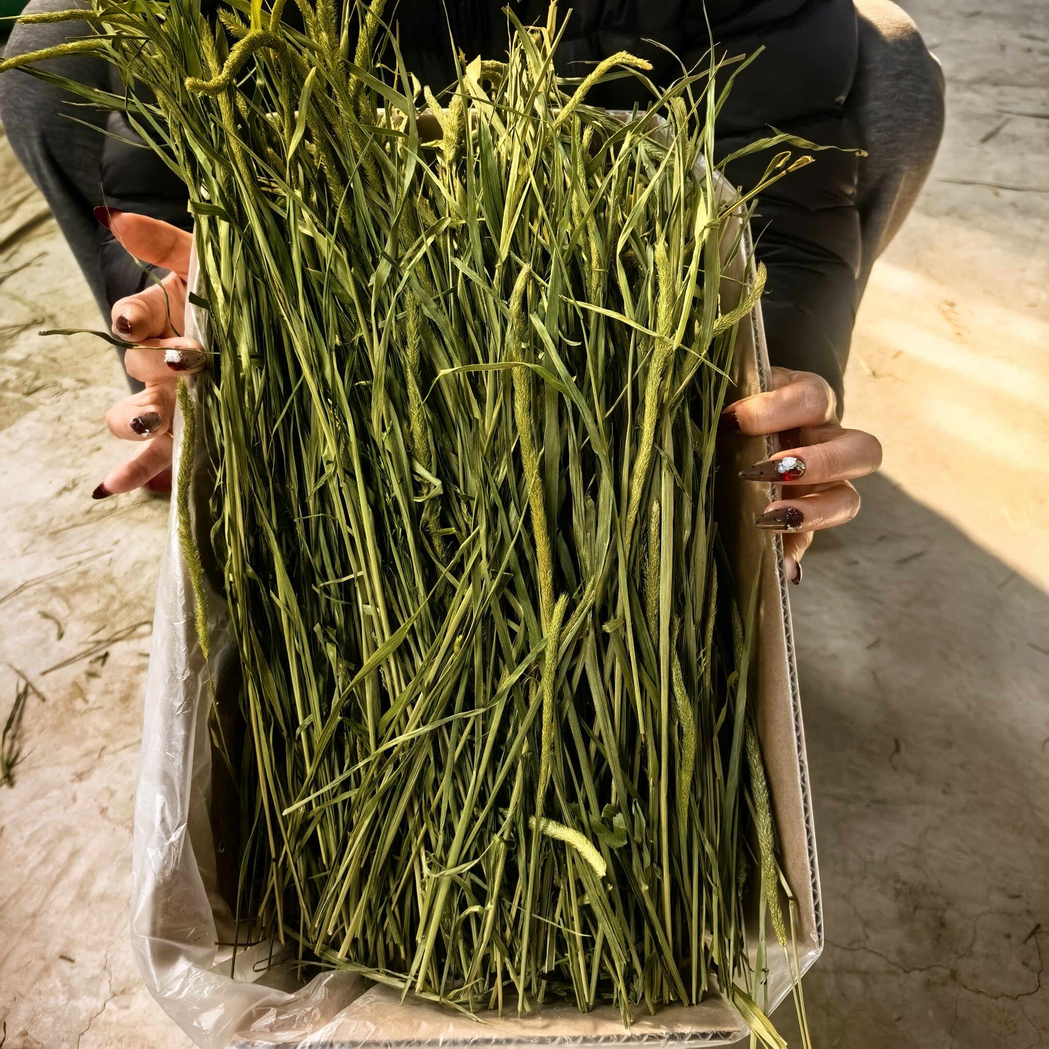 岷县头茬烘干提摩西草兔兔干草